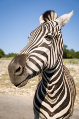Naklejka premium Portrait of plains zebra (Equus quagga), in the sun-drenched morning savannah. African herbivore - zebra in the day light.