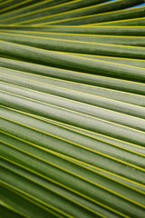Beautiful pattern coconut leaves background