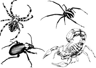 vector drawings sketches different insects bugs Scorpions spiders drawn in ink by hand , objects with no background