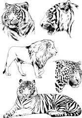 set of vector drawings on the theme of predators tigers are drawn by hand with ink tattoo logos