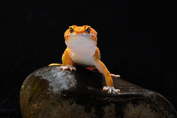 gecko, leopard lizard gecko,