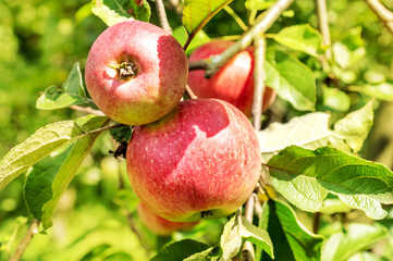 Ripe apples on apple tree. Close up.