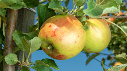 Parasitic defeat of apple tree and fruit close-up. The concept of protecting an orchard from pests