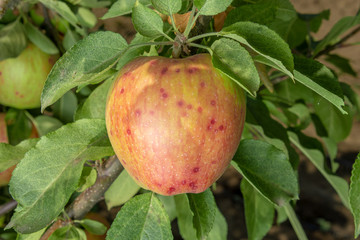 Parasitic defeat of apple tree and fruit close-up. The concept of protecting an orchard from pests