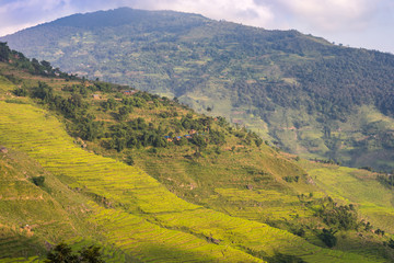 Fototapeta premium Rice paddies glow in the afternoon sun on terraced hillsides
