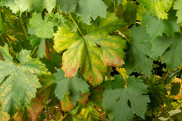 Rot of a vine and a grape leaf close-up. Protection of the vineyard garden from diseases and fungi