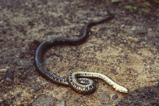 dead poisonous snake on the road in the forest