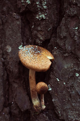 mushroom with sequins in autumn forest