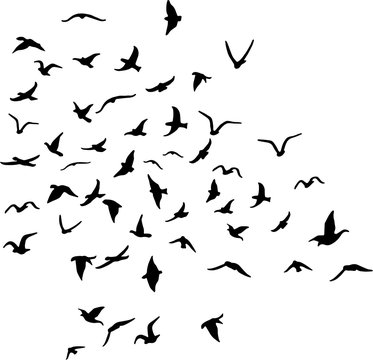 Vector painted flock of birds isolated on white background