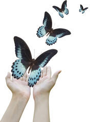 blue butterfly flies away from the hands