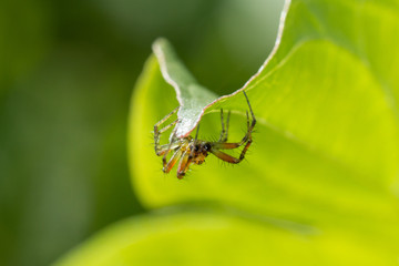 Spinne lauert an Blatt-Unterseite