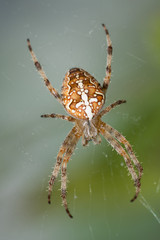 Helle Gartenkreuzspinne (Araneus diadematus,)
