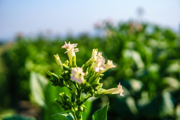 Blooming tobacco plants with leaves. Closeup shot