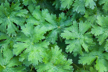 Dense thickets of green leaves as a natural background