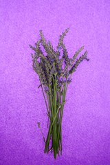 Lavender flowers. fresh twigs of lavender on a bright violet background. top view..lavender season