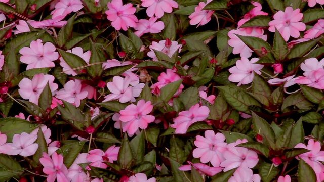 Pan of beautiful pink impatiens in early spring