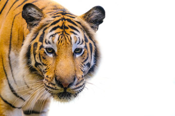 Tiger head with white background