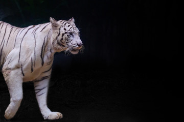White tiger with black background
