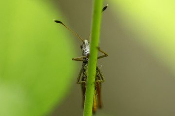 Grashüpfer am Halm