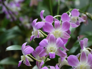 Fototapeta na wymiar purple flowers in the garden, ochrid