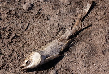 Decomposing Fish 