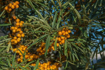 branch of orange sea buckthorn berries