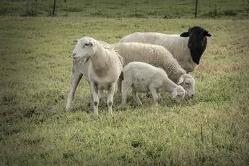 Three sheep and a lamb