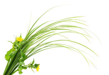  Grass green and dandelion.