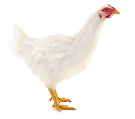 White hen isolated.