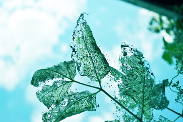 Leaves with holes (eaten by caterpillars) in soft turquoise green color palette on blue cloudy sky...