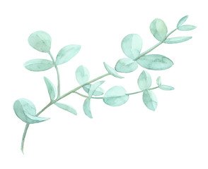 Watercolor drawn green plant deocration on white background
