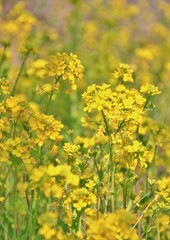 爽やかな菜の花畑