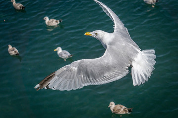 Les oiseaux
