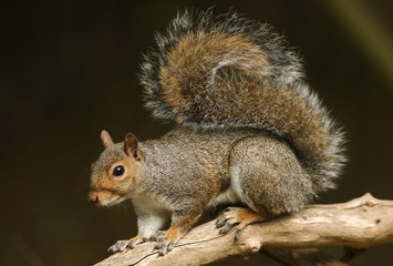 A stunning Grey Squirrel  (Sciurus carolinensis) sitting on a branch in a tree.