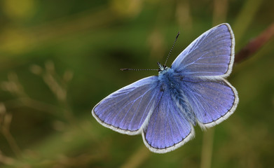 A stunning Common Blue Butterfly (Polyommatus icarus ) perched with its wings open.