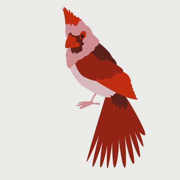 bird cardinal vector illustration flat style front 