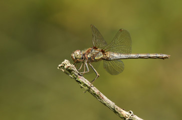 A pretty Common Darter Dragonfly (Sympetrum striolatum). perching on a twig.