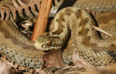 A stunning Female Adder (Vipera berus) snake just out of Hibernation.