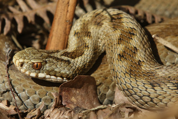 A stunning Female Adder (Vipera berus) Snake just out of Hibernation.