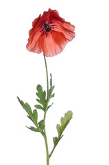 red poppy isolated on white background