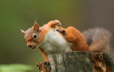 A humorous shot of a  Red Squirrel (Sciurus vulgaris) sitting on a tree stump with a nut in its mouth having a scratch.