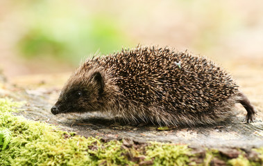 A stunning Hedgehog (Erinaceidae) walking over a tree stump in its woodland habitat.