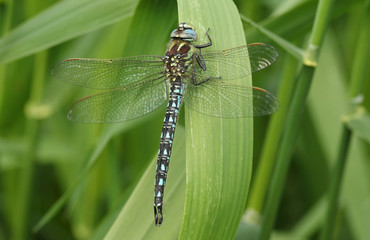 Fototapeta premium A stunning Hairy Dragonfly (Brachytron pratense) resting on a reed.