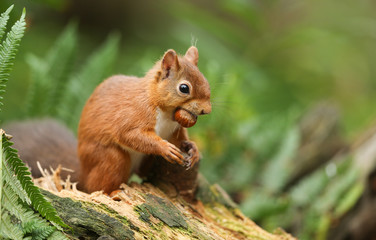 A humorous shot of a  Red Squirrel (Sciurus vulgaris) sitting on a tree stump with a hazelnut in its mouth .