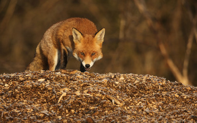 A stunning hunting Fox (Vulpes vulpes) creeping over a pile of wood chippings on a cold frosty winters day.