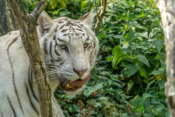 Fototapeta na wymiar le tigre blanc
