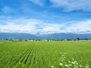 長野県　田園風景と北アルプス