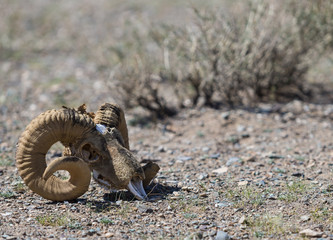 Ram skull in the desert. Death valley. 