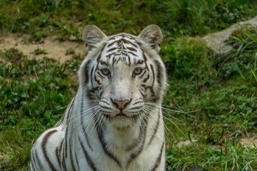 le tigre blanc