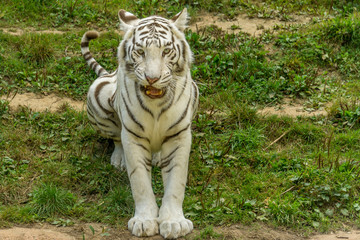 Naklejka na ściany i meble le tigre blanc